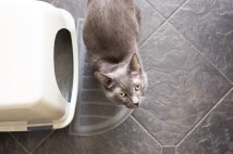 The Ultimate Checklist for Selecting the Best Cat Litter