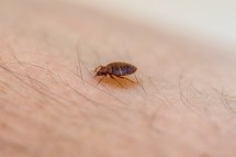 The Most Common Insect Bites You May Encounter on Your Hikes