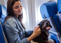 What You Need to Know About Traveling by Plane with Your Pet