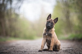 How to Socialize Your Puppy: Key Training Tips You Need to Know